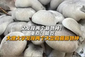 云南又发现两个新物种！重点：能吃#来云南旅居吧  #有一种叫云南的生活  #美好生活在云南视频封面
