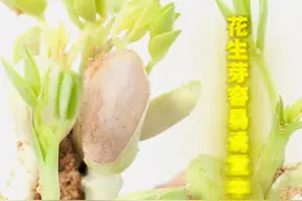 谨防芽菜中毒视频封面