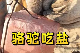 为什么骆驼在穿越沙漠前，要被强行灌下大量盐巴？ #科技发明秀