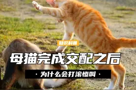 母猫完成交配后，为什么会在地上打滚惨叫？甚至扭头攻击公猫？ （1）#猫 #繁衍 #科普