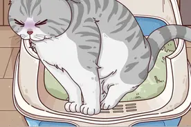 猫猫上完厕所为什么这么嗨？#猫咪解便嗨#解便嗨#达神养宠#轻漫计划#万物皆可达