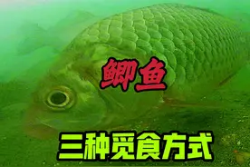 鲫鱼为何有时好钓有时不好钓，今天大开眼界了，钓鱼新观察视频封面