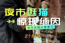 地摊猫贩子惊现漂亮缅因 #老猫说喵 #宠物知识 #萌宠微笑 #缅因猫 #猫咪视频封面
