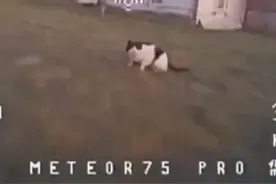 这只乌克兰的猫是战斗英雄 近日，大鹅用无人机在战区侦查视频封面