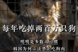 每年吃掉两百万只狗，明明是多数人习惯，韩国为何立法禁止吃狗肉 #真实故事视频封面