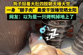 狗子挺着大肚睡大觉，网友：以为是一只烤鸭掉地上了。#恶霸犬 #狗子  #萌宠 （视频来源：@@陈灵灵@ ）