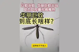 各大新闻媒体账号都放错了图？“巨蚊”到底长啥样？ #自然奇境科普季 #夏梦逐浪 #自然万物都是宝 #基孔肯雅热 #大蚊