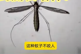 各大新闻媒体账号都放错了图？“巨蚊”到底长啥样？ #自然奇境科普季 #夏梦逐浪 #自然万物都是宝 #基孔肯雅热 #大蚊