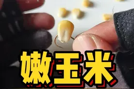 嫩玉米如何挂钩？ 野钓之中，嫩玉米如何挂钩才是正确的？知道了视频中的三要点和最合理的挂钩方式，一定对你垂钓青草鲤鳊翘等鱼种有所助益。#原来钓鱼才是抖音运动顶流 #野钓 #钓鱼技巧 #野钓技巧视频封面
