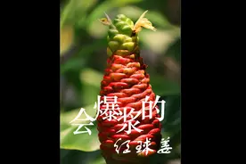 没有科技与狠活的天然洗发液，最重要的功能是解压视频封面