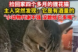 #捡回家四个多月的狸花猫是馋酒猫  主人：小动物代谢不强，没敢给它多喝！（记者：屠晨潇）@漫 •哥