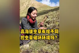 我们老家也快开挖啦，看之前的素材复习一下怎么分辨高海拔虫草吧 #新鲜虫草 #冬虫夏草 #藏族姑娘 #那曲拉姆视频封面