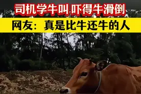 老牛被学牛叫的司机“牛到了”！视频封面