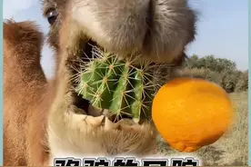 骆驼能一口吃掉仙人球，它的口腔有什么魔力？ 骆驼能一口吃掉仙人球，它的口腔有什么魔力？#有趣的冷知识 #科普 #骆驼的口腔 视频封面