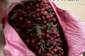 6月22日#广西崇左  真正的“中国好室友”，毕业前室友说想吃荔枝，男生直接从家扛几十斤回来