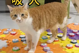 当粘人猫开口说话...... #万物可爱计划 #粘人猫视频封面