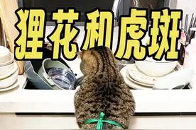 虎斑还是狸花猫❓4招教你分辨猫咪品种🐱 🐯 虎斑猫：圆脸盘，耳距宽，粘人小可爱。
🖤 狸花猫：尖脸盘，耳距窄，独立小勇士。
🎨 毛色花纹：虎斑多样，狸花条形细长。
😺 性格差异：虎斑依赖，狸花自主。
#新手养猫   #养猫经验分享   #猫咪品种   #虎斑   #狸花猫  @抖音短视频