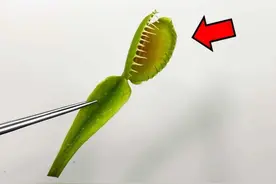 捕蝇草被砍断后还能动吗？ - 食虫植物解剖 #食蝇草 #万物生长视频封面