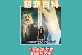 你知道不同熊之间的差距有多大吗 #自然奇境科普季 #神奇动物在这里 #不同的熊 #萌宠百科