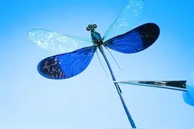这是蜻蜓吗？ #神奇动物在抖音 #内容启发搜索 #蜻蜓 #豆娘视频封面