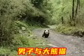 #男子与大熊猫狭路相逢卑微求让路 7月8日，四川雅安一男子与野生大熊猫“狭路相逢”，卑微求让路。“我本地的，让一下嘛！”网友：这只没戴项圈！应该是纯野生的！编辑：陈宇 侯家亮（实习生）视频封面