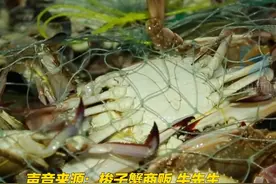 近日，南方开海，梭子蟹北上“抢市场”，市民品尝秋天第一口鲜。坐等九月山东开海！期待啦~ #山东dou知道 #开海 #开海捕鱼