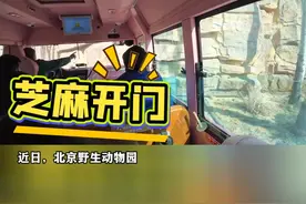 网友游玩北京野生动物园，乘车时听了一场精彩的“脱口秀”。网友：干一行爱一行！句句有包袱！（来源：@小珏 、小仙nǚ er ～）视频封面