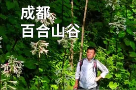 成都百合山谷的野百合开了，满山遍野都开满了，太美了。视频封面