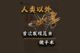 人类首次发现会做外科手术的昆虫 #知识科普 #蚂蚁 #手术 #自然 #昆虫