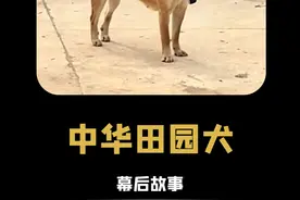 中华田园犬：之所以享受这么高的待遇，是因为它救过小主人 #中华田园犬 #狗狗 #震惊 #感动视频封面