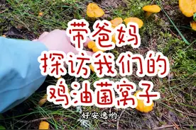 山区里一片只有我们家知道的林子长满了鸡油菌，一波接着一波能从7月长到10月，带爸妈去感受一下白捡的快乐。#又到寻山采菌时 #北欧生活 @薇子家的小海螺视频封面