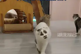 #河南洛阳 猫咪长了一张“人脸表情包”，主人：万里挑一也长不成这样