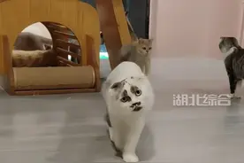 #河南洛阳 猫咪长了一张“人脸表情包”，主人：万里挑一也长不成这样视频封面