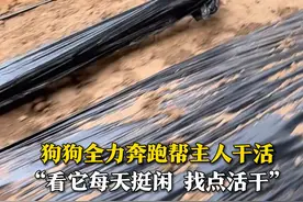 3月22日，山东烟台，狗狗全力奔跑帮主人覆膜。狗主人：看它每天挺闲，给它找点活干。视频封面