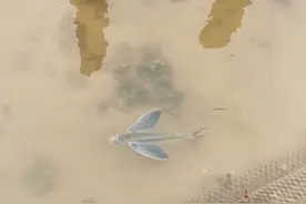 鱼也有一双翅膀，这是飞鱼！ #飞鱼 #科普 #涨知识视频封面