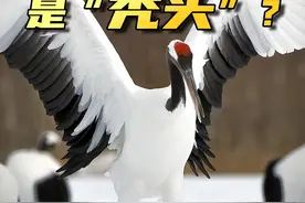 #丹顶鹤 的形象崩塌了？又仙又美的它其实是个“秃头”……#神奇动物视频封面