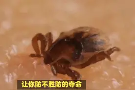 科普一下蜱虫，蜱虫的危害。蜱虫也叫壁虱，俗称牛虱，狗鳖等等