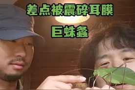 这可能是世界上叫的最响的虫子之一 马来西亚的巨蛛螽，是世界上最大的螽斯之一，也是叫的最响的虫子之一。#昆虫世界 #自然奇境科普季 #动物科普 #热带雨林 #自然教育