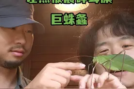 这可能是世界上叫的最响的虫子之一 马来西亚的巨蛛螽，是世界上最大的螽斯之一，也是叫的最响的虫子之一。#昆虫世界 #自然奇境科普季 #动物科普 #热带雨林 #自然教育