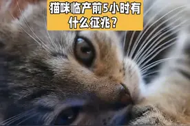 猫咪临盆前5小时有什么征兆吗？一定要注意了#科学养宠攻略视频封面