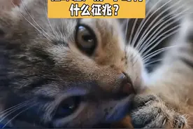 猫咪临盆前5小时有什么征兆吗？一定要注意了#科学养宠攻略