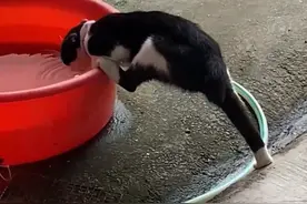 6月7日广东潮州，洁癖猫怕弄湿脚，只好劈着叉喝水视频封面