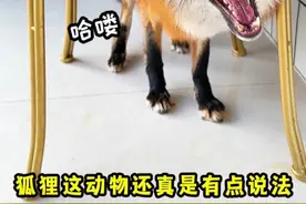 别轻易养狐狸，人会变得离谱 #铲屎官的迷惑行为 #萌宠成精了 #狐狸 #万物可爱计划