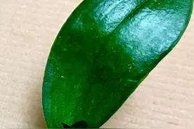 利用大蒜的新方法，仅剩一片叶子的蝴蝶兰都能迅速生根恢复生长