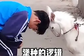 不是 一个人怎么能犟成这样呢#犟种  #离谱视频封面