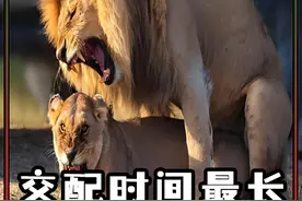 动物界中的繁殖强者 有的一次可达23小时  有的直接当场死亡 和西瓜一起来看看你知道几个？#世界之最  #动物世界  #科普  #纪录片视频封面