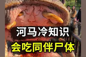 河马冷知识，会吃同伴尸体！ #神奇动物在抖音 #河马 #冷知识 #抖音知识年终大赏视频封面