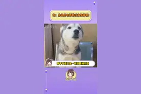 狗子不语只是一味的眼神示意！！#猞猁 #狗狗 #猫咪 #内容启发搜索