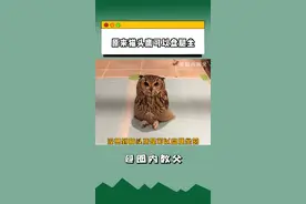 #原来猫头鹰可以盘腿坐 还是挺可爱的！#动物的迷惑行为视频封面