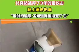 女突然被养了3年的猫攻击  腿上遍布伤痕  “平时很温顺 不知道哪里招惹了它”#攻击 #万万没想到视频封面